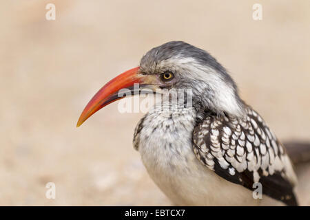 red-billed hornbill (Tockus erythrorhynchus), portrait, South Africa, Krueger National Park, Letaba Camp Stock Photo