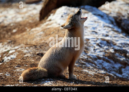 Corsac fox (Vulpes corsac), howling Stock Photo
