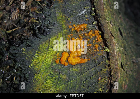 common jellyspot (Dacrymyces stillatus, Dacrymyces deliquescens) Stock Photo