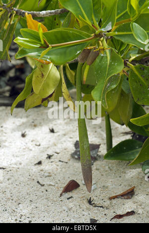red mangrove (Rhizophora mangle), Different stages of developing seeds in Red mangrove, Ecuador, Galapagos Islands, Genovesa Stock Photo