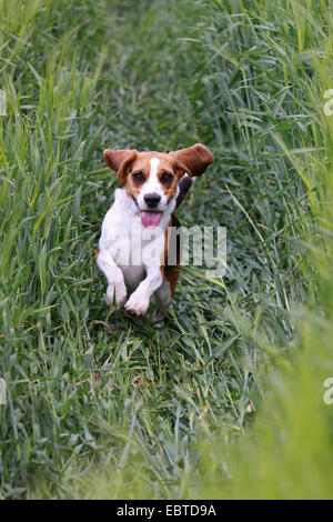 Beagle (Canis lupus f. familiaris), running through cornfield Stock Photo