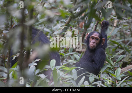 common chimpanzee (Pan troglodytes), juvenile following its mother through the bushes, Uganda, Kibale Forest National Park Stock Photo