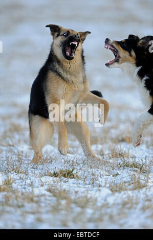 Australian Shepherd domestic dog (Canis lupus familiaris), puppy ...