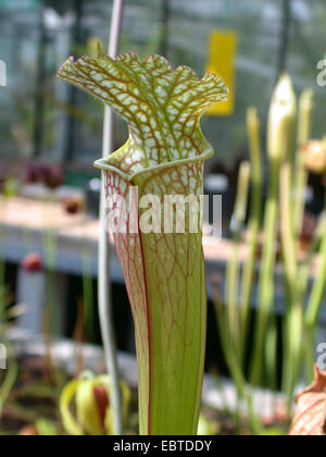 White Trumpet (Sarracenia leucophylla), leaf Stock Photo