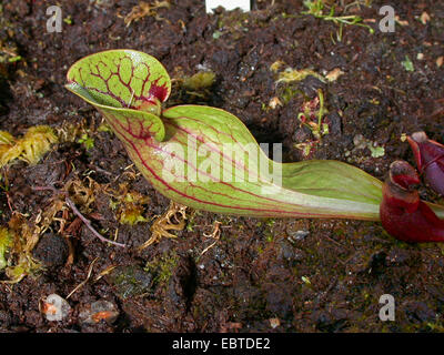 northern pitcher plant (Sarracenia purpurea), leaf Stock Photo