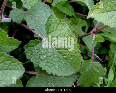 Whorled sage, lilac sage (Salvia verticillata), leaf, Germany Stock Photo