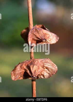 Caucasian Wingnut (Pterocarya fraxinifolia), fruits Stock Photo
