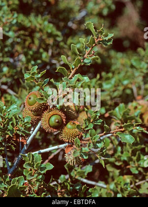 kermes oak (Quercus coccifera), branch with acorns, Turkey Stock Photo