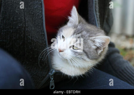 A grey and white kitten peaking out of a man's sweater.