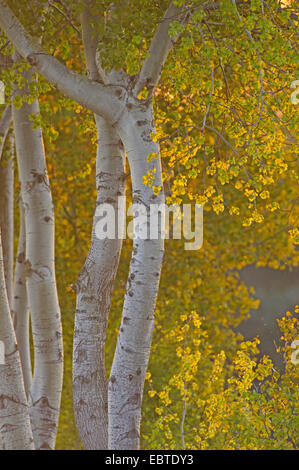European aspen (Populus tremula), trunks and foliage of a forest, Germany, Lower Saxony, Vechta Stock Photo