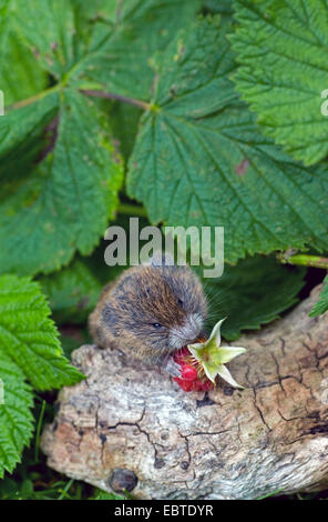 field vole, short-tailed vole (Microtus agrestis), eating a raspberry, United Kingdom, Scotland, Cairngorms National Park Stock Photo