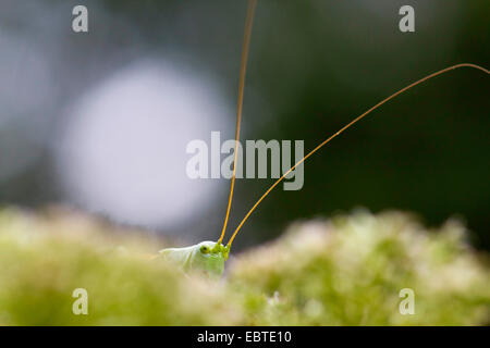 great green bushcricket (Tettigonia viridissima), antennae, Germany, Saxony Stock Photo