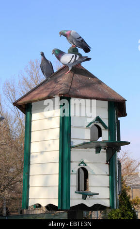 domestic pigeon (Columba livia f. domestica), dovecot, Germany Stock Photo