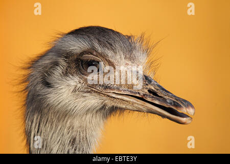 greater rhea (Rhea americana), portrait Stock Photo