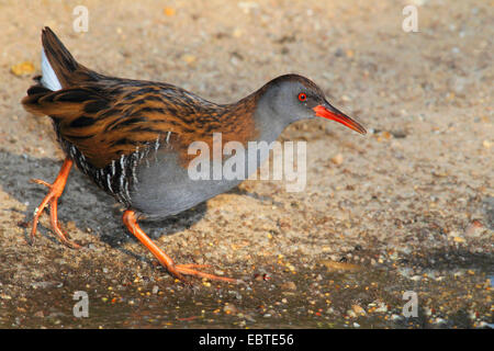 water rail (Rallus aquaticus), walking at the sand shore of a water, Germany Stock Photo