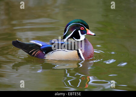 wood duck (Aix sponsa), swimming drake, Germany Stock Photo