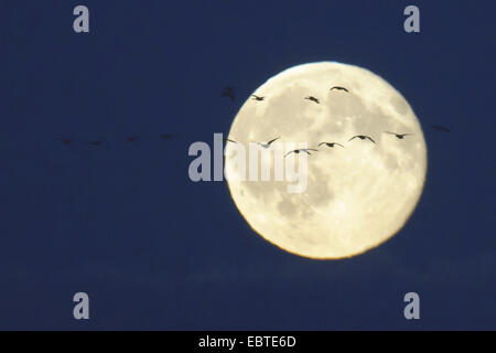 flock of geese in front of full moon, Goldenstedt, Niedersachsen, Deut Stock Photo