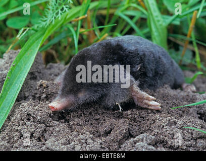 European mole (Talpa europaea), lying on molehill, Germany Stock Photo