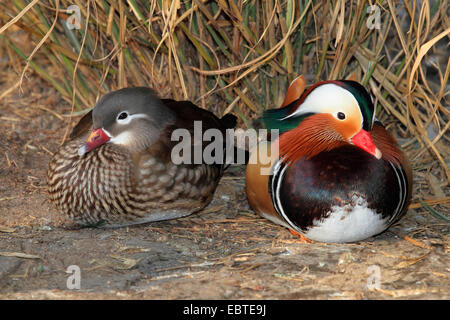 mandarin duck (Aix galericulata), couple, Germany Stock Photo