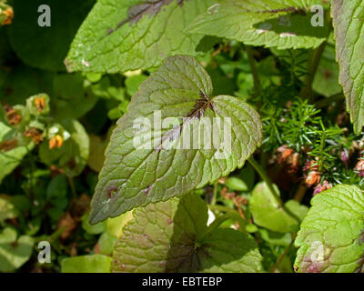 spiked rampion (Phyteuma spicatum), leaf, Germany Stock Photo