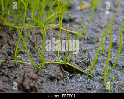 pillwort (Pilularia globulifera), sprouts, Germany Stock Photo