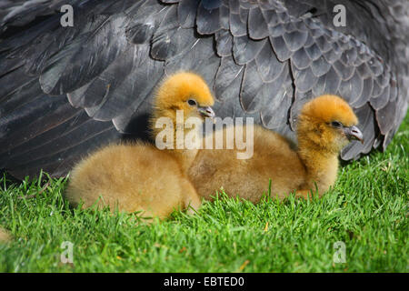 crested screamer (Chauna torquata), two chicks lying in meadow next to parent Stock Photo