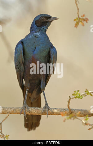 Burchell's starling (Lamprotornis australis), sitting on a branch Stock Photo