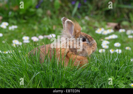 dwarf rabbit (Oryctolagus cuniculus f. domestica), sitting in a meadow Stock Photo