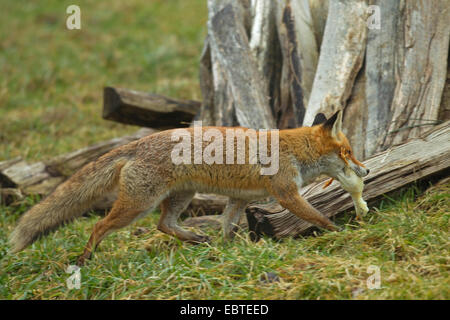 red fox (Vulpes vulpes), passing a woodpile in a meadow with a caught chick in the mouth, Germany Stock Photo