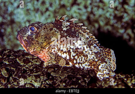 lesser red scorpionfish, little scorpionfish, small red scorpionfish (Scorpaena notata, Scorpaena ustulata), sitting on rock Stock Photo