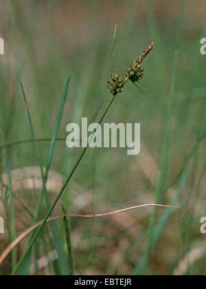 pill sedge (Carex pilulifera), fruiting, Germany Stock Photo