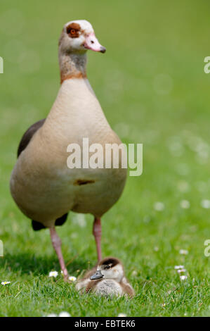 Egyptian goose (Alopochen aegyptiacus), with chick in a meadow, Germany, North Rhine-Westphalia Stock Photo