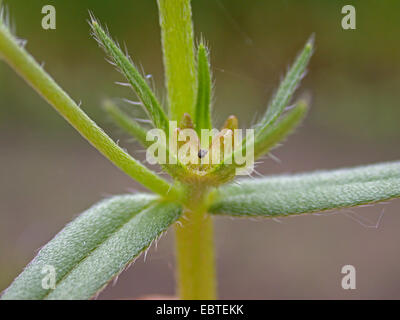 corn gromwell (Lithospermum arvense, Buglossoides arvensis), young fruit, Germany Stock Photo