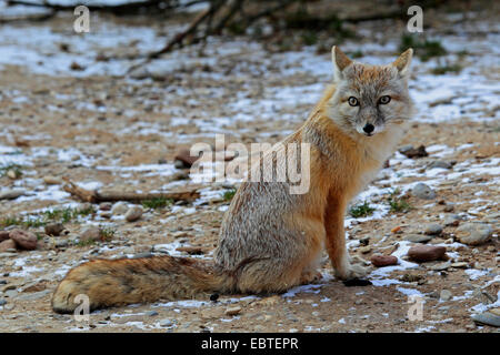 Corsac fox (Vulpes corsac), sitting on wate ground with remains of snow Stock Photo