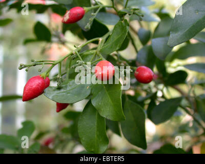 Barktree, Orange Jessamine, Satinwood, Orange Jasmine (Murraya paniculata), with fruits Stock Photo