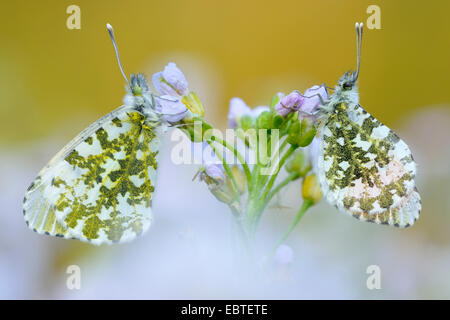 orange-tip (Anthocharis cardamines), two butterflies at a cuckooflower, Germany Stock Photo