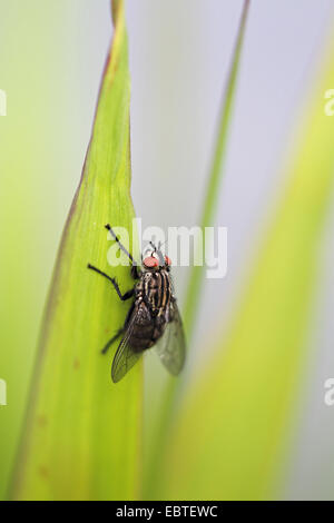 Feshfly, Flesh-fly, Marbled-grey flesh fly (Sarcophaga carnaria), sitting at a blade of grass, Germany, Baden-Wuerttemberg Stock Photo