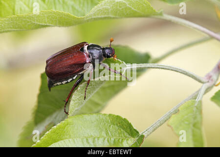 common cockchafer, maybug (Melolontha melolontha), sitting on a leaf of an apple tree, Germany, Baden-Wuerttemberg Stock Photo