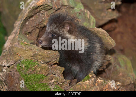 raccoon dog (Nyctereutes procyonoides), young raccoon dog in tree hole, Germany Stock Photo