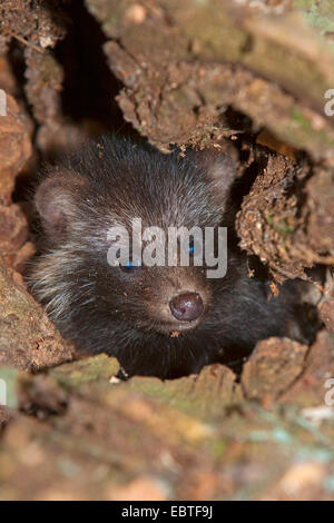raccoon dog (Nyctereutes procyonoides), young raccoon dog in tree hole, Germany Stock Photo