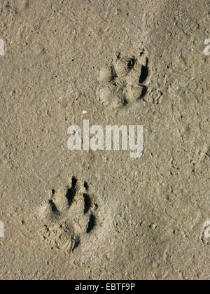 domestic dog (Canis lupus f. familiaris), footprints in sand Stock Photo