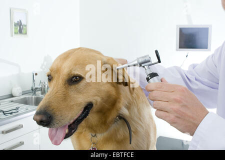 Golden Retriever (Canis lupus f. familiaris), vet checking dogs ears
