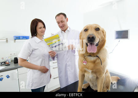 Golden Retriever (Canis lupus f. familiaris), veterinarian and female assistant checking a dog Stock Photo