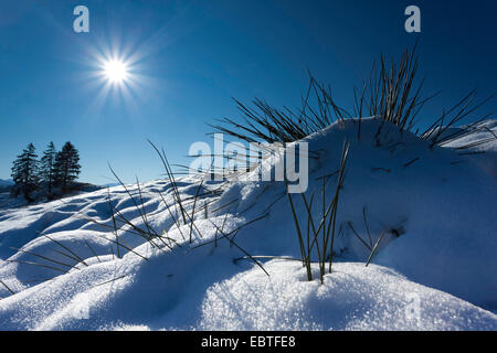 snow on mountain meadow in backlight, Switzerland, Kanton Schwyz, Ibach Stock Photo