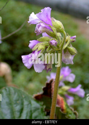 Resurrection Plant (Haberlea rhodopensis), inflorescence Stock Photo