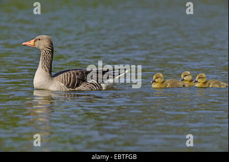 greylag goose (Anser anser), swimming on a lake with three chicks following, Germany, Lower Saxony Stock Photo