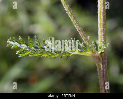 common yarrow, milfoil (Achillea millefolium), leaf Stock Photo