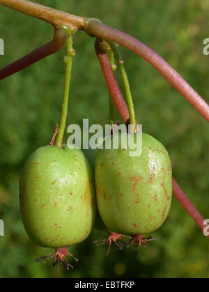 Tara Vine, Bower Actinidia, Mini Kiwi (Actinidia arguta), fruits on a branch Stock Photo