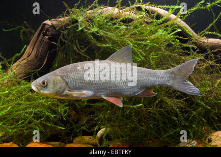 ide, orfe (Leuciscus idus), side view Stock Photo