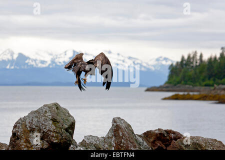 American bald eagle (Haliaeetus leucocephalus), juvenile flying at the coast, USA, Alaska, Admirality Island, Tongass National Forest Stock Photo